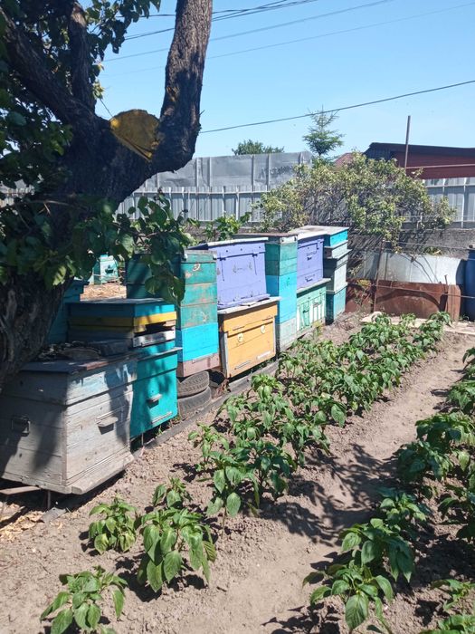 Продам пасеку с инвентарем готовую для основного взятка