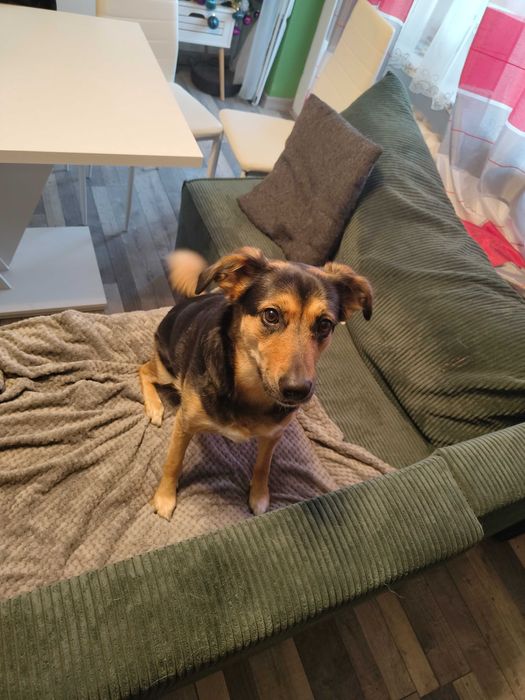 Oddam suczkę do Adopcji, Bajka szuka nowego domu