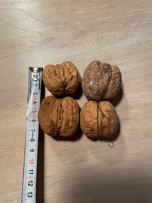Orzechy włoskie duże 10kg