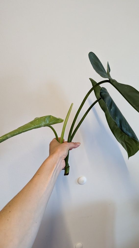 Philodendron Jose buono