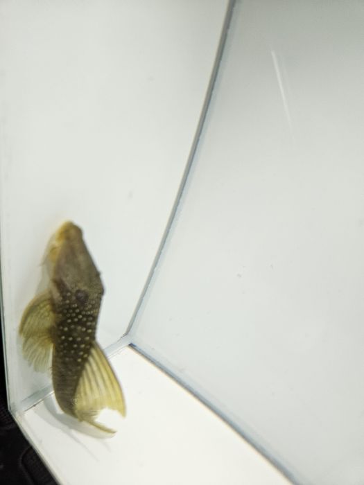 Glonojad L200 zapraszamy