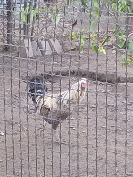 Młode koguty tegoroczne mieszańce