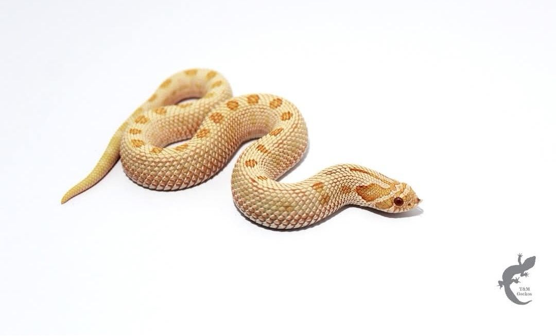 Heterodon zachodni