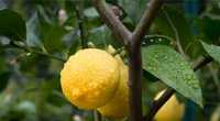 Limão biológico 7 kg