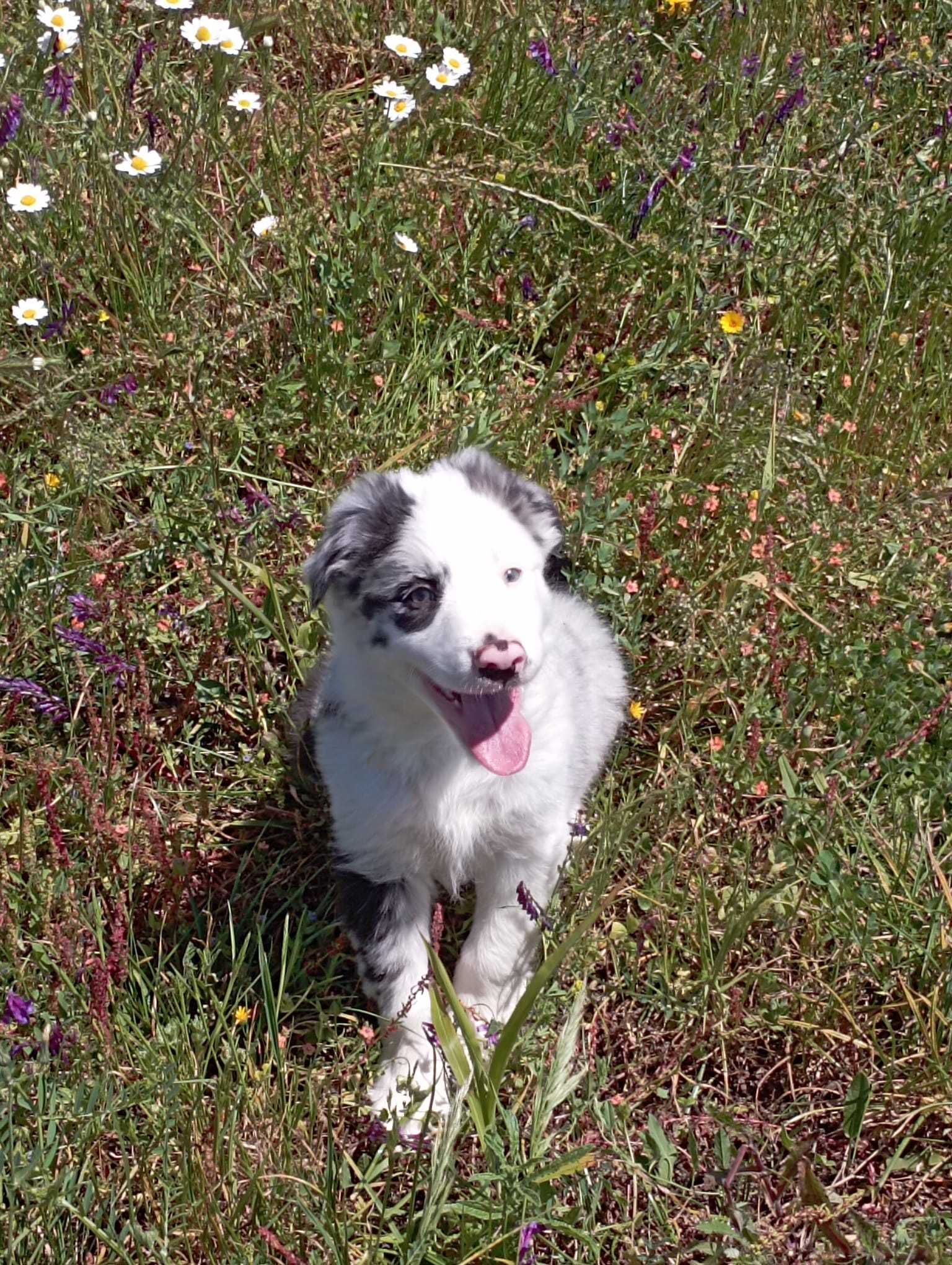 Border collie macho blue merle com um olho azul