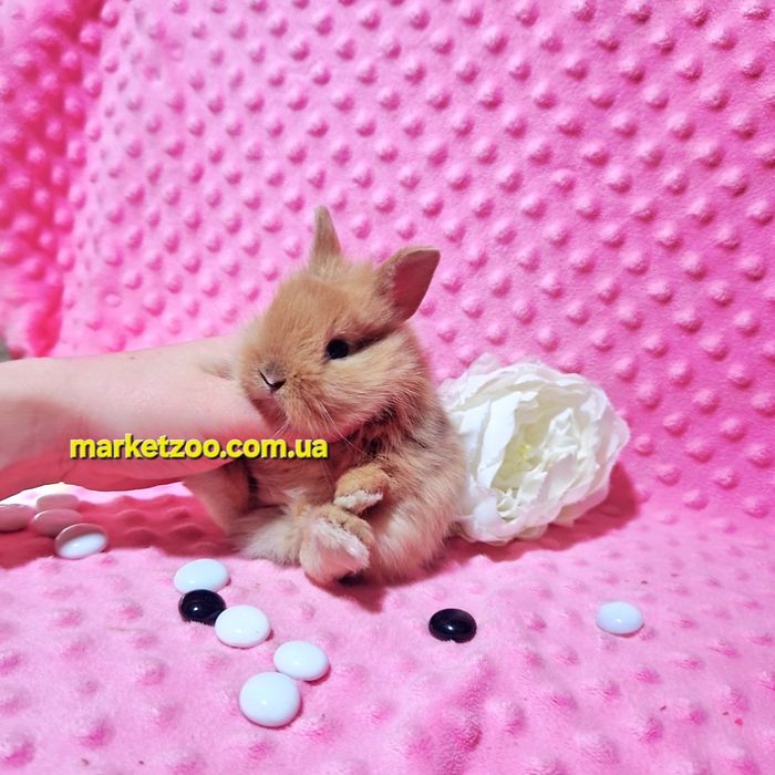 Міні кролик Левоголовий,дівчинка карликовые кролики,карликові,мини,мін