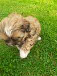 Piesek shih tzu za  darmo