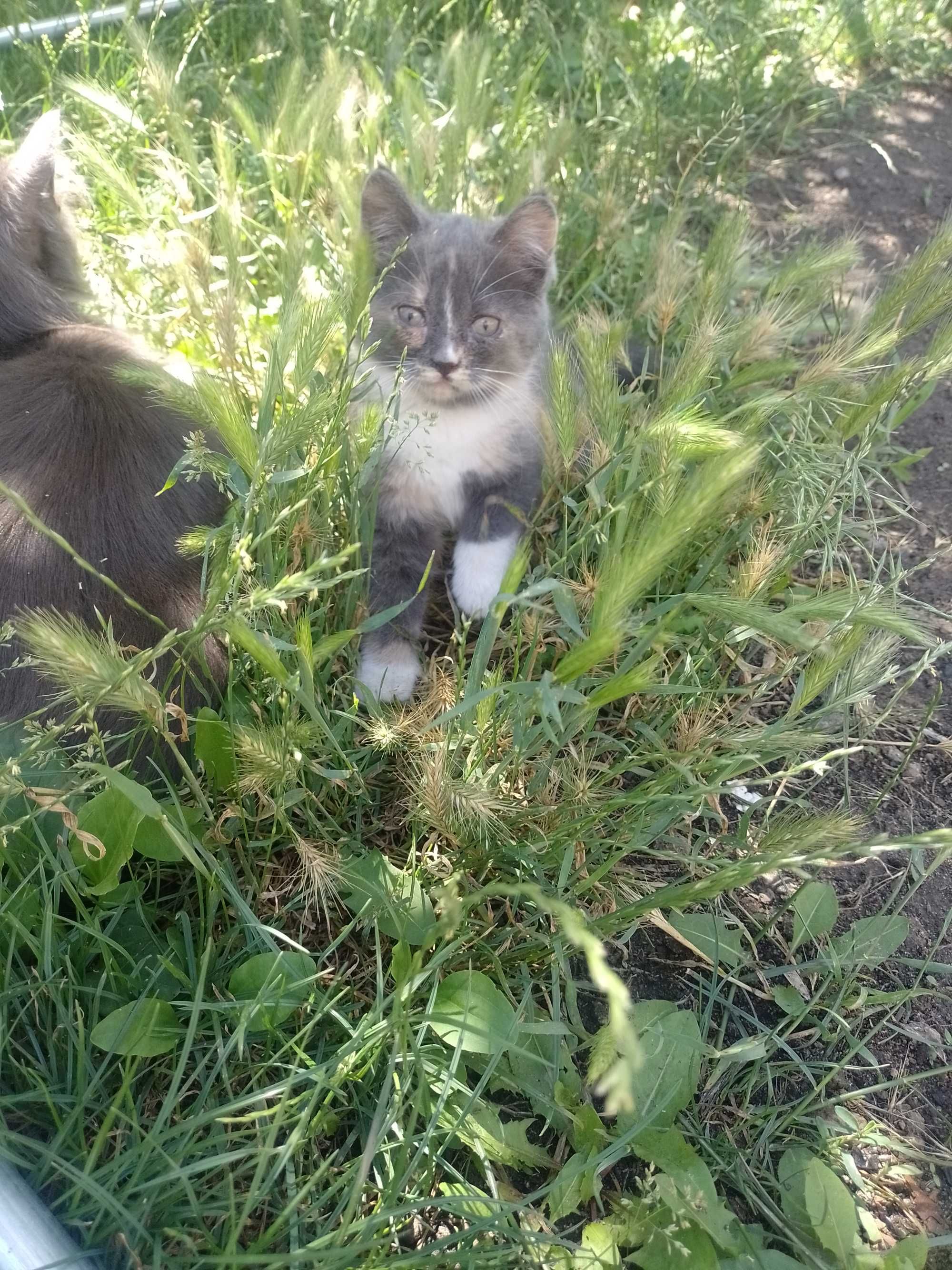 Коти вітдам в хороші руки