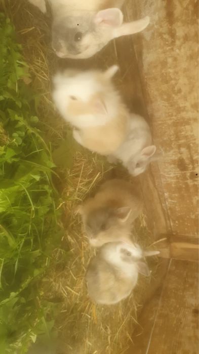 Króliki miniaturki na sprzedaz