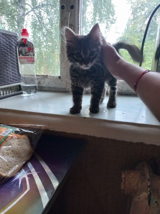 Отдам кошечку в добрые руки