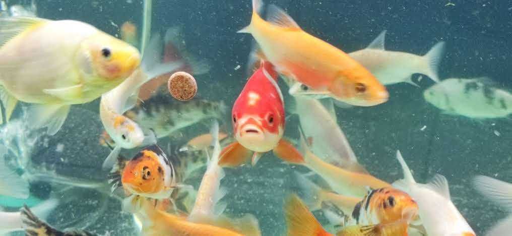 Złota Orfa - ryby do oczka wodnego - sklep stacjonarny