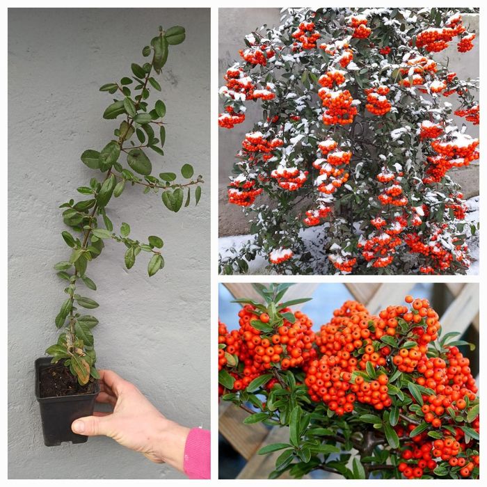 Піроканта  Піраканта  3 кольори Великий вибір багаторічних рослин