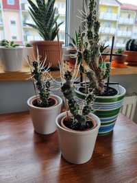 Kaktus Tephrocactus articulatus