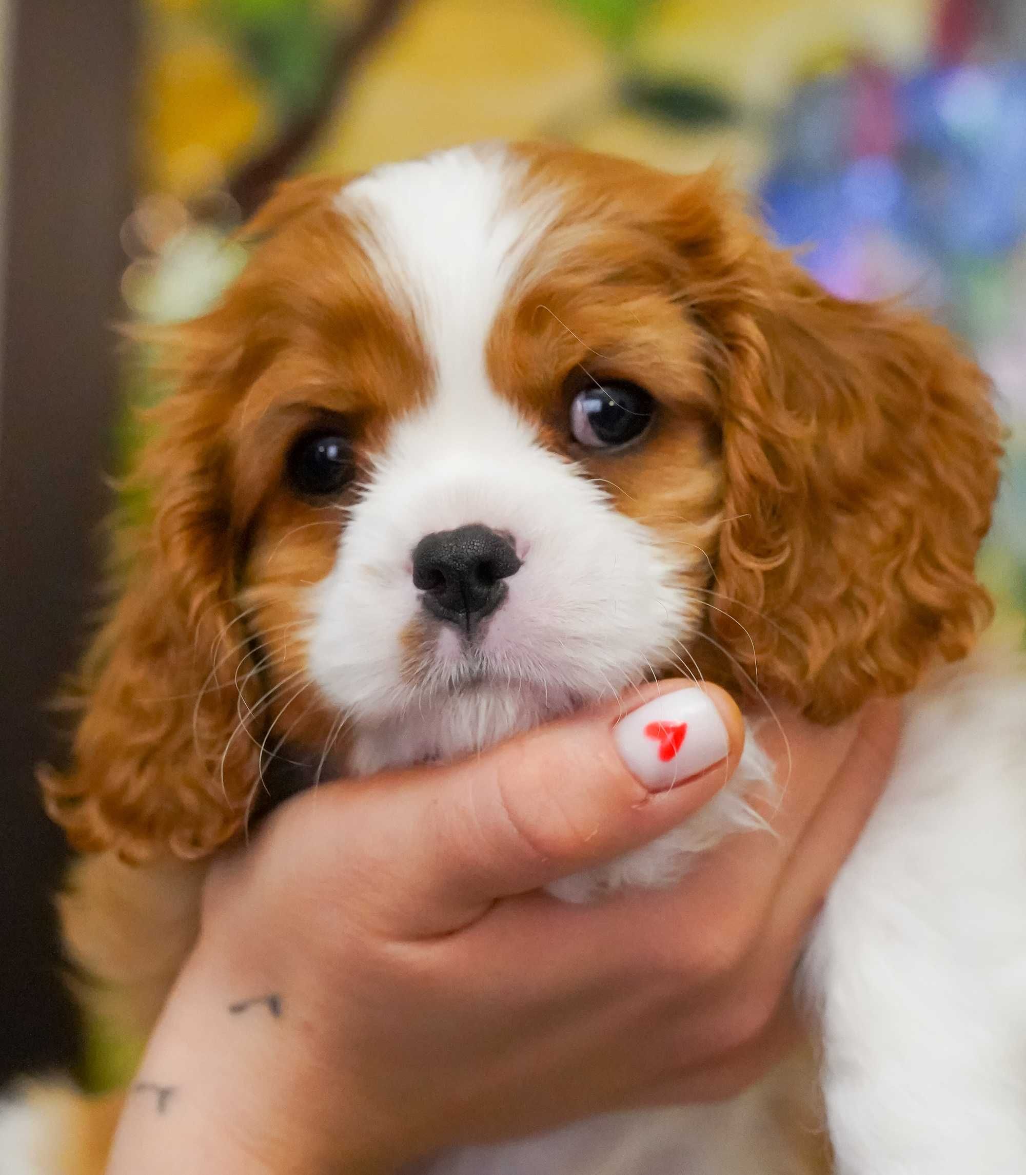 Cavalier King Charles Spaniel szczeniak