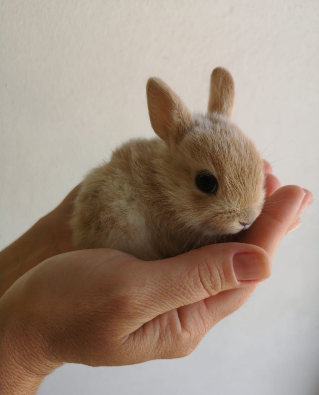 Coelhos anões mini holandês e minitoy super meigos, KIT completo