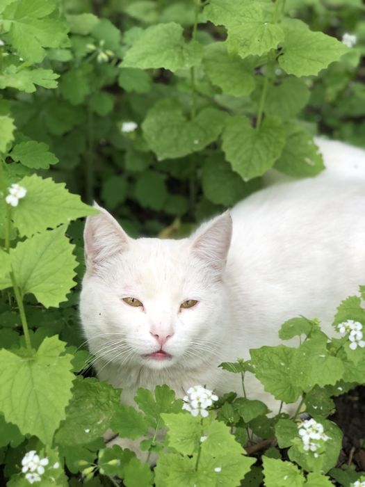 Шикарный белый кот бесплатно