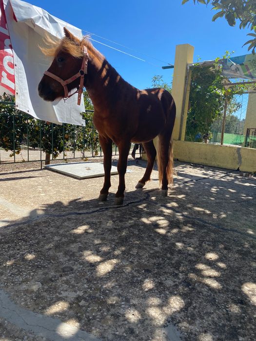 Vendo Ponei shetland