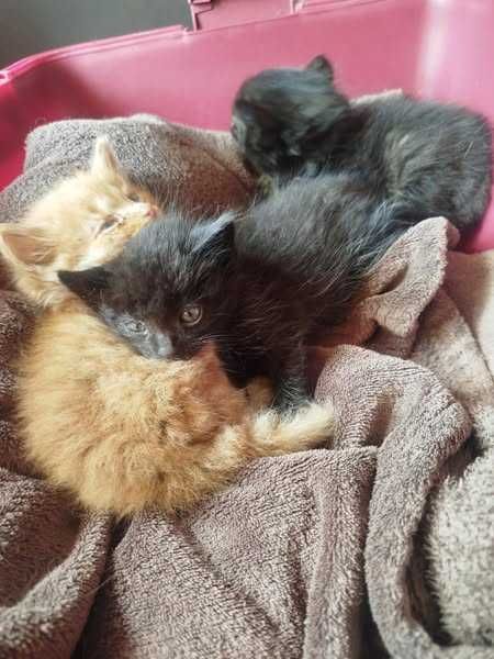 Mały koteczek do adopcji