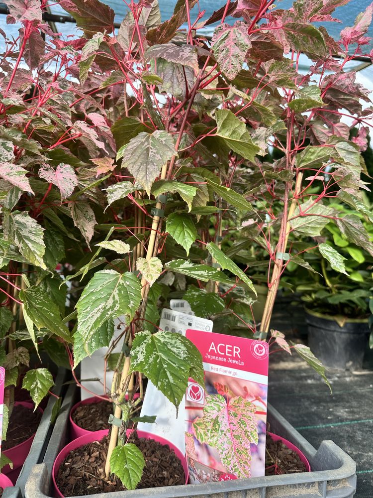 Klon palmowy red flamingo Acer