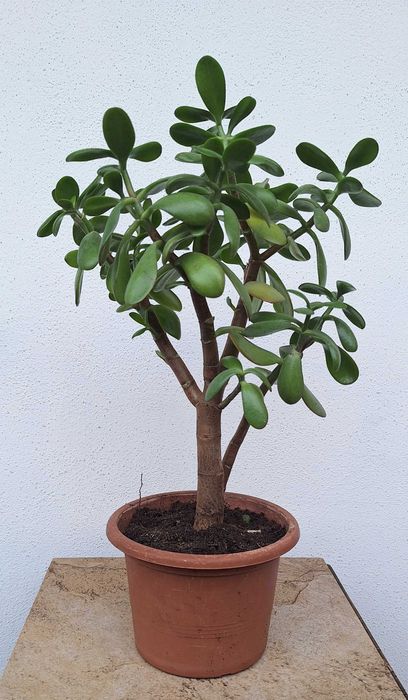 Grubosz jajowaty Crassula Ovata drzewko szczęścia pieniężne ok. 50 cm