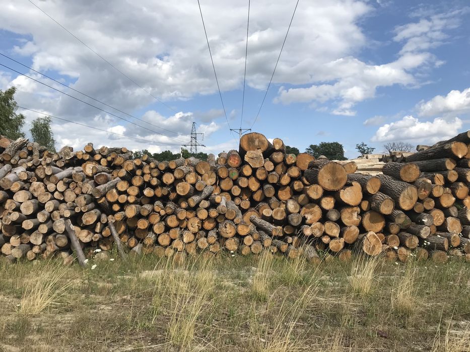Drewno opałowe (opał) suche