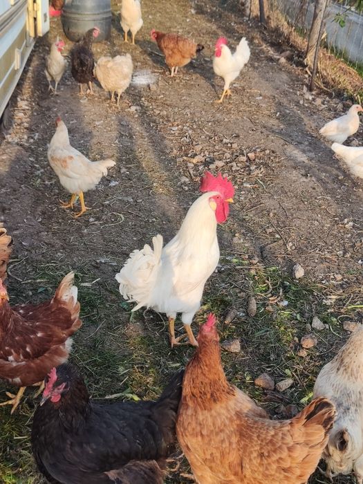 Sprzedam koguty młode z wiosny