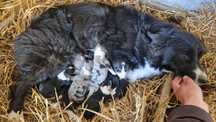 Suczka Border Collie blue merle