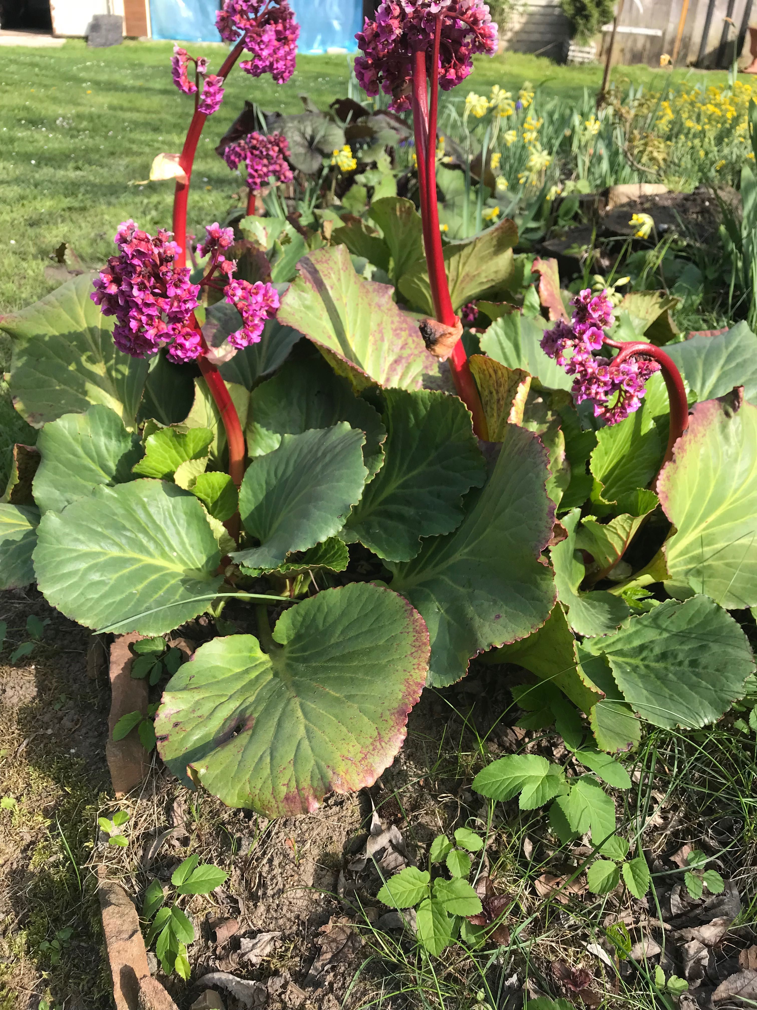 Bergenia.  Rozowa