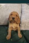 Piesek Cocker Spaniel
