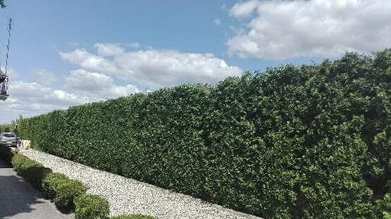 Wycinka drzew ogrody koszenie czyszczenie działek Mielenie rębak