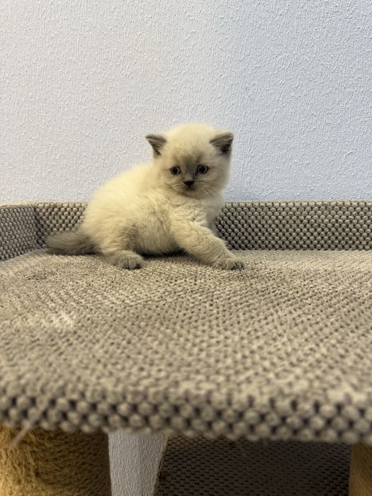 Котята шотландской породы