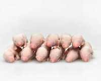 Мыши опушата замороженные грызуны 3,5 - 4,5 см