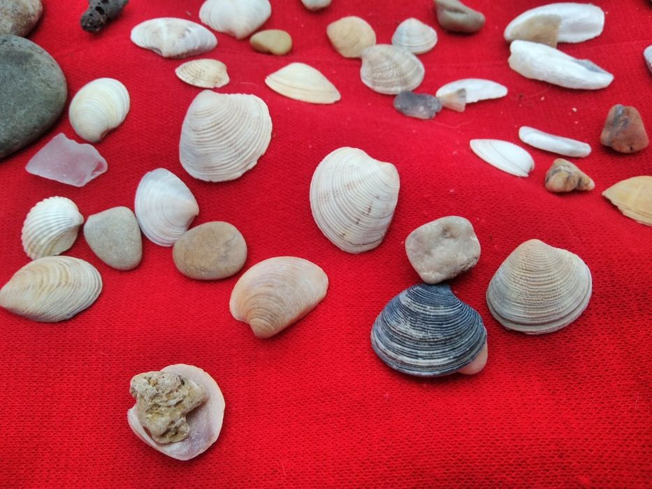 1 пакетом ракушки камешки в аквариум