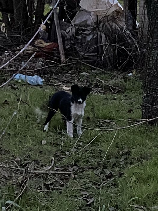 Віддам цуценят в добрі руки.