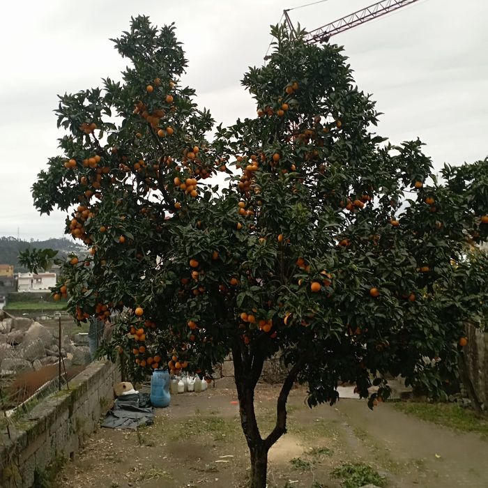 Laranjas biológicas