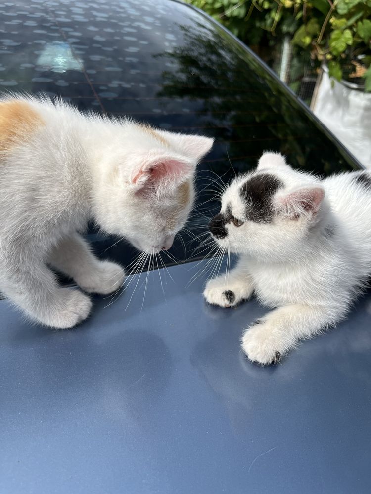 Котики в добрі руки
