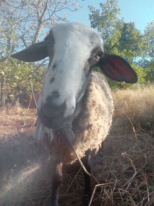 Uma família de ovelhas carinhosa. Um carneiro e três ovelhas. À venda