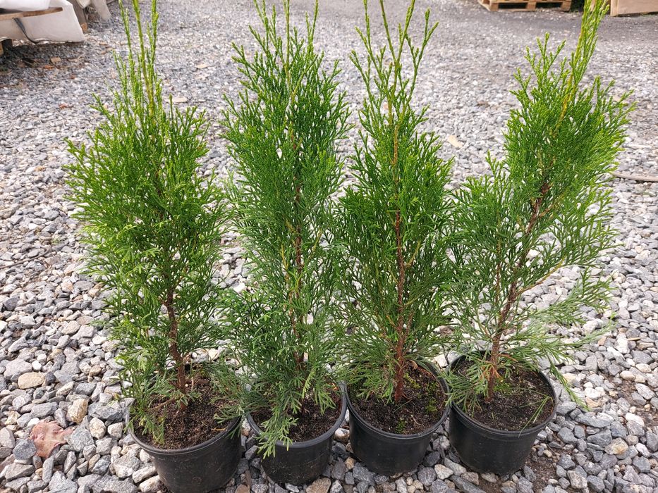 Tuja Thuja Tuje Szmaragd