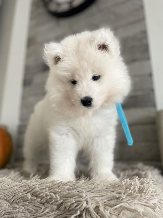 Piesek, samoyed, szczenię , Związek Kynologiczny w Polsce