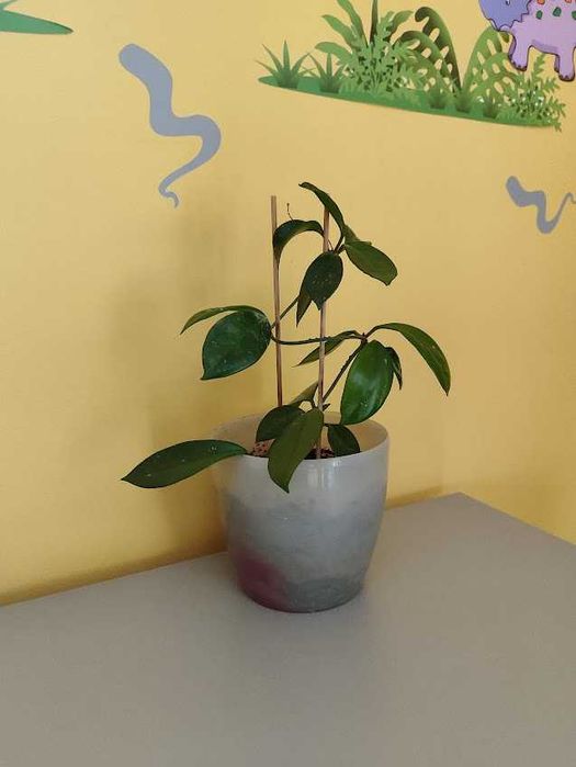 Reo meksykańskie, hoya, wilkomlecz, sansevieria, aloes, skrzydłokwiat