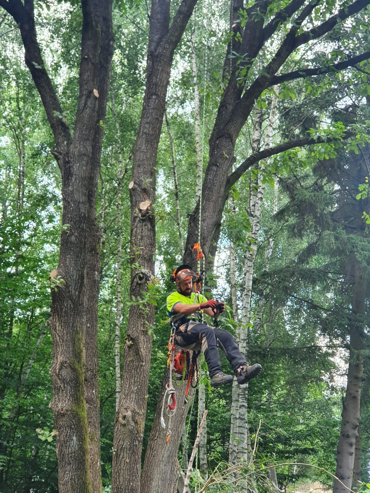 Wycinka drzew. Pilarz-drwal, arborysta. Wykaszanie zarośli.