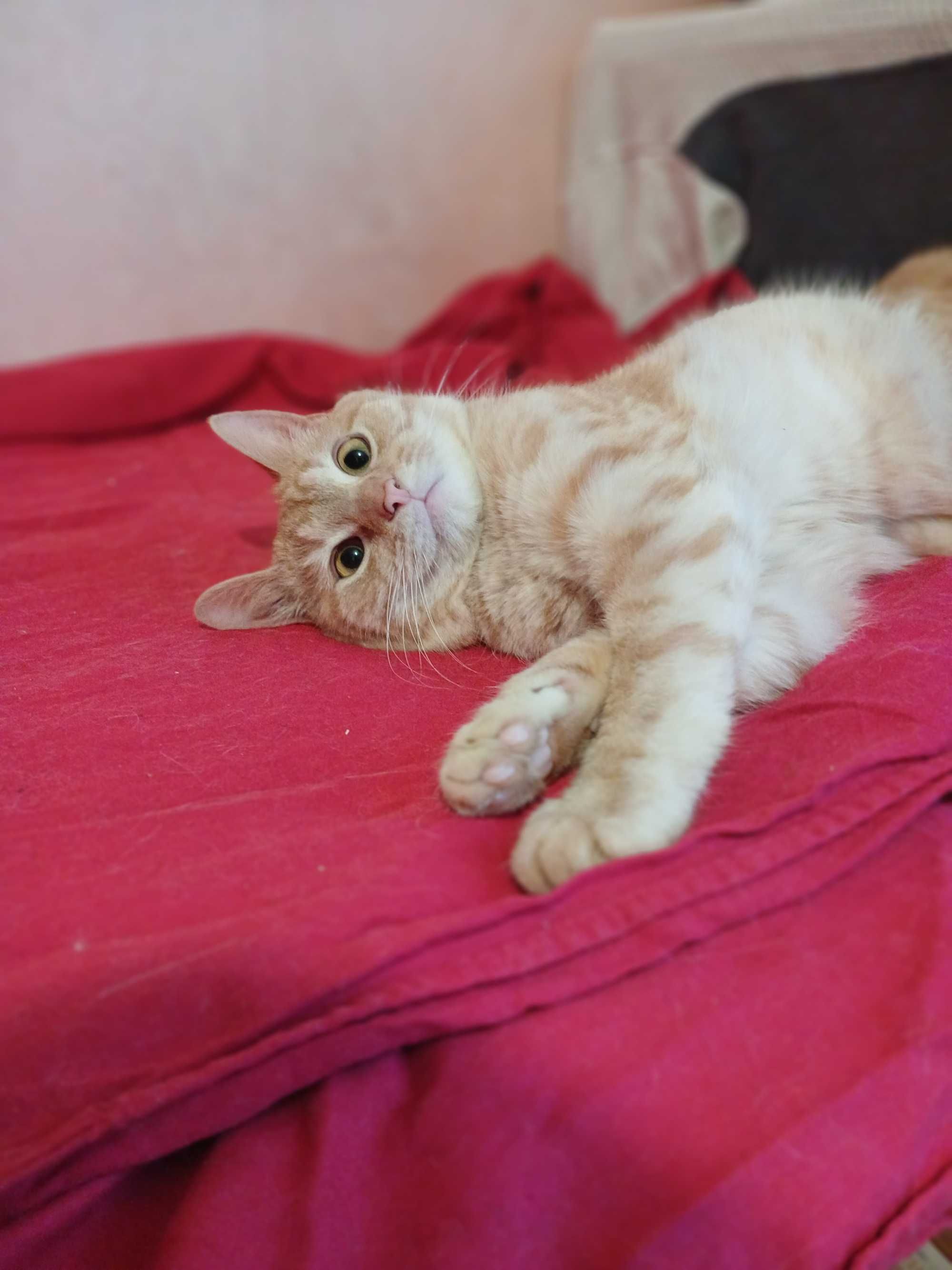Симпатичный рыжий кот, молоденький, младше года