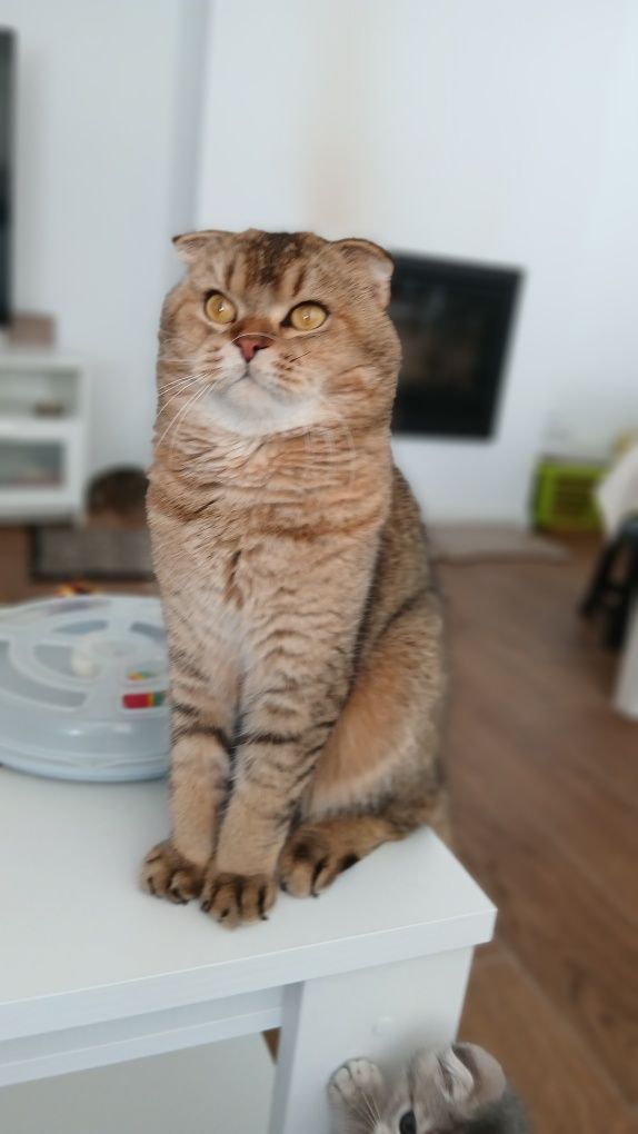Macho Scottish fold. Golden shaded. Reprodutor