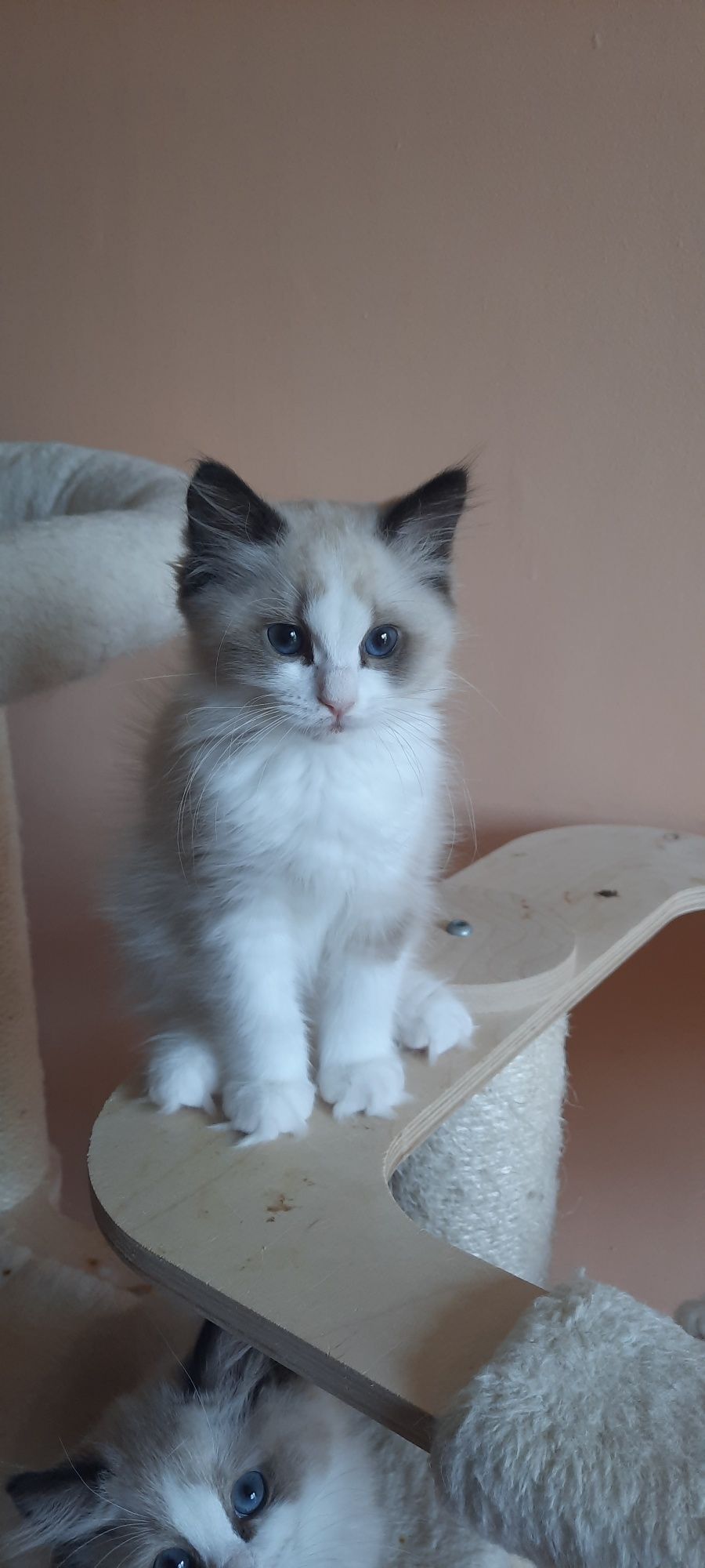 Ragdoll kotka FPL po championie