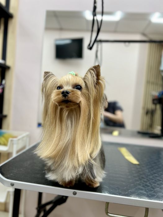 Вʼязка міні Йоркшырский терьер Йорк Йоркширский терьер