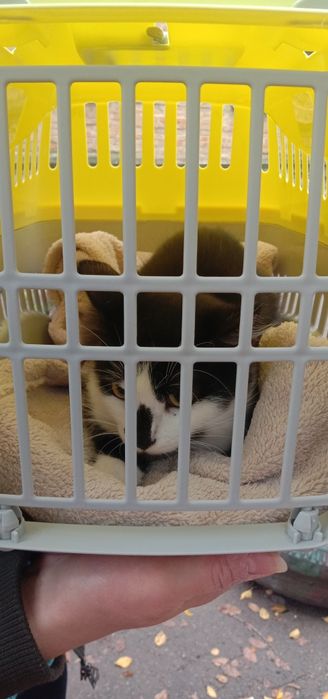 Милый котенок бесплатно. Котик даром. Кот. Котята