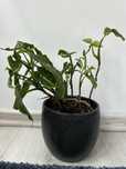 Rezerwacja syngonium wendlandii