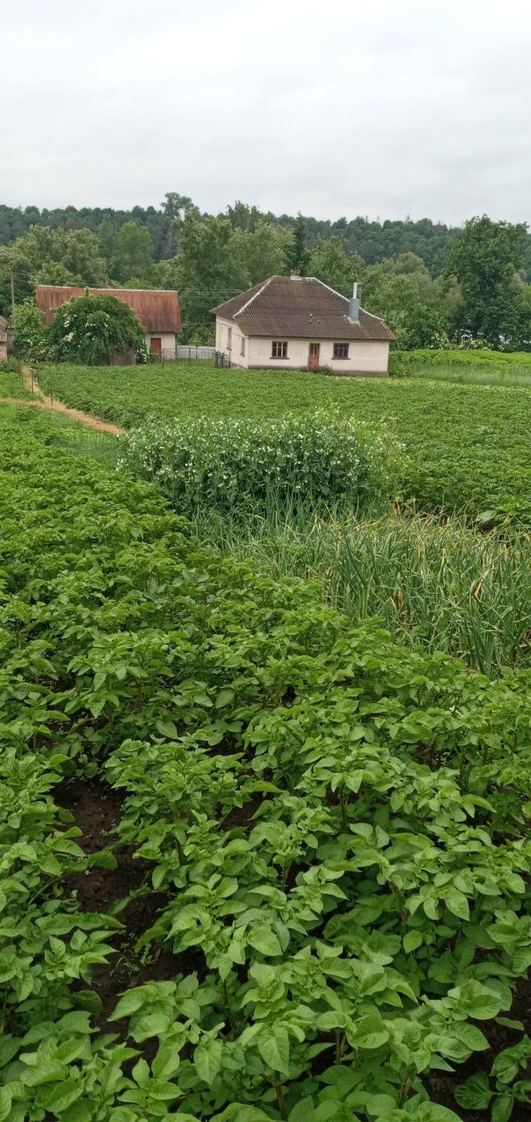 продам будинок в с.Остальці.