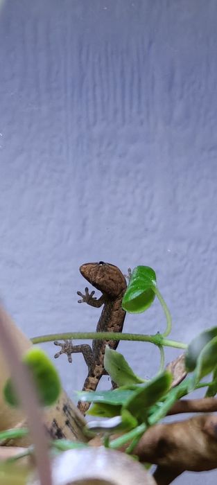 Gekon płaczący lepidodactylus lugubris jaszczurka płaczek