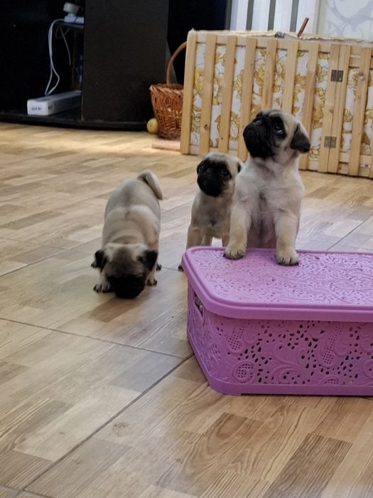 Мопсики девочки и мальчики